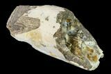 Fossil Mastodon (Gomphotherium) Tusk Sections - Kansas #136667-7